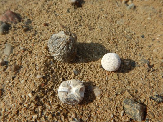 Kiesgrubenschätze - Fossilien sammeln bei Malente, © M. Wenzel, Naturpark Kiesgrubenschätze - Fossilien sammeln bei Malente, © M. Wenzel, Naturpark