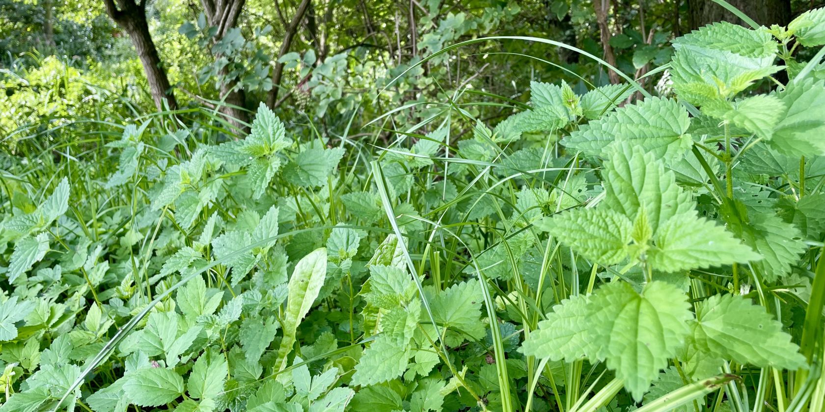 Wildkräuter Brennnessel, © Bezirksamt Mitte Wildkräuter Brennnessel, © Bezirksamt Mitte