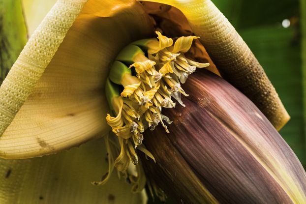 Japanische Faserbanane - © Helge Masch, © Helge Masch Japanische Faserbanane - © Helge Masch, © Helge Masch