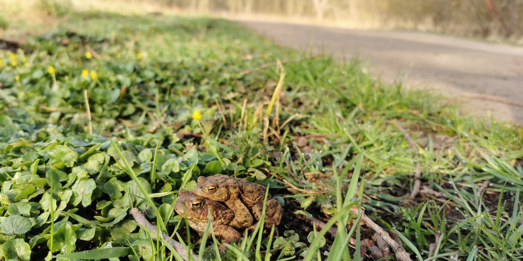 Kröten BUND, © BUND Kröten BUND, © BUND