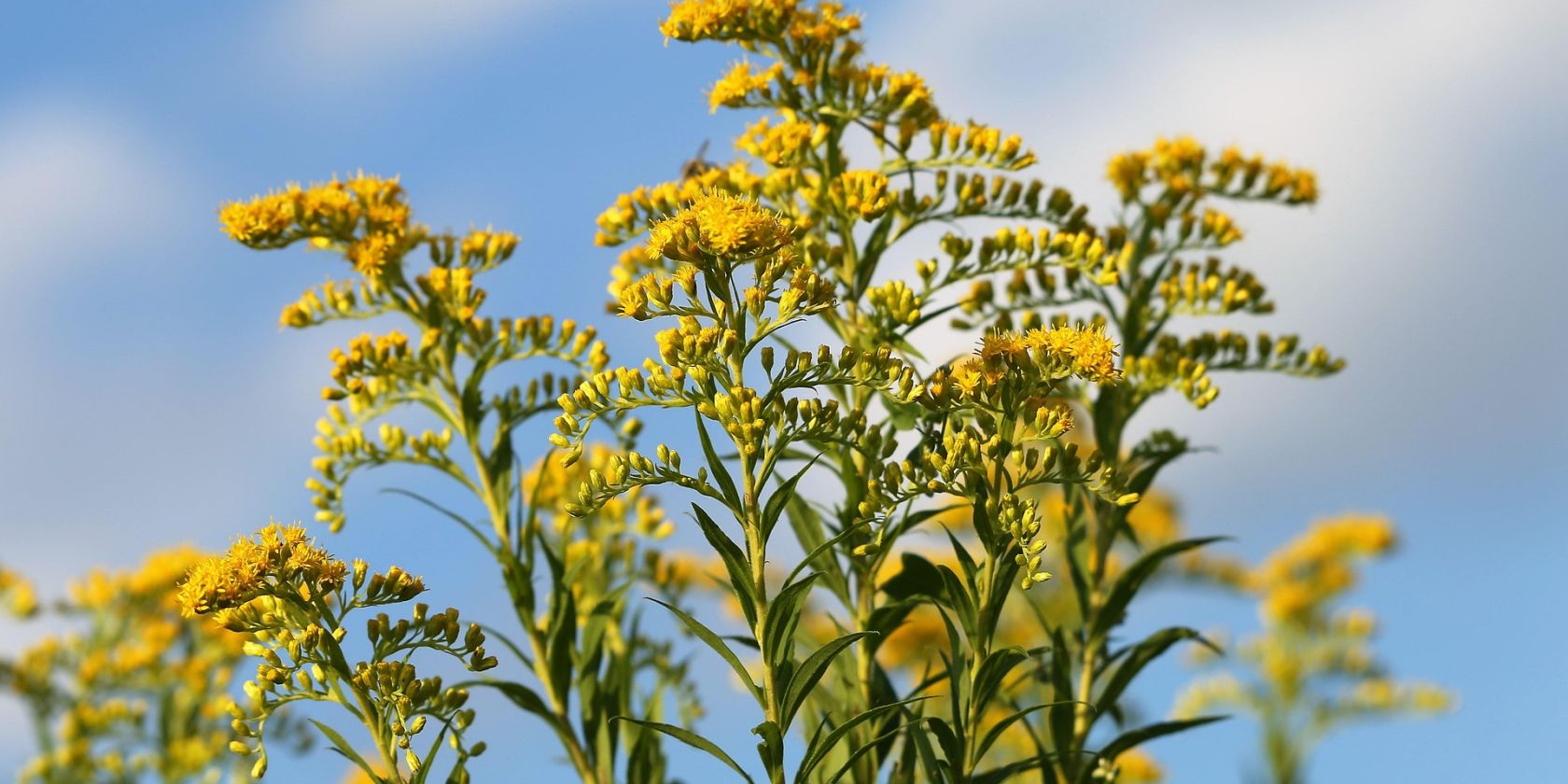 Kanadische Goldrute, © Pixabay Kanadische Goldrute, © Pixabay