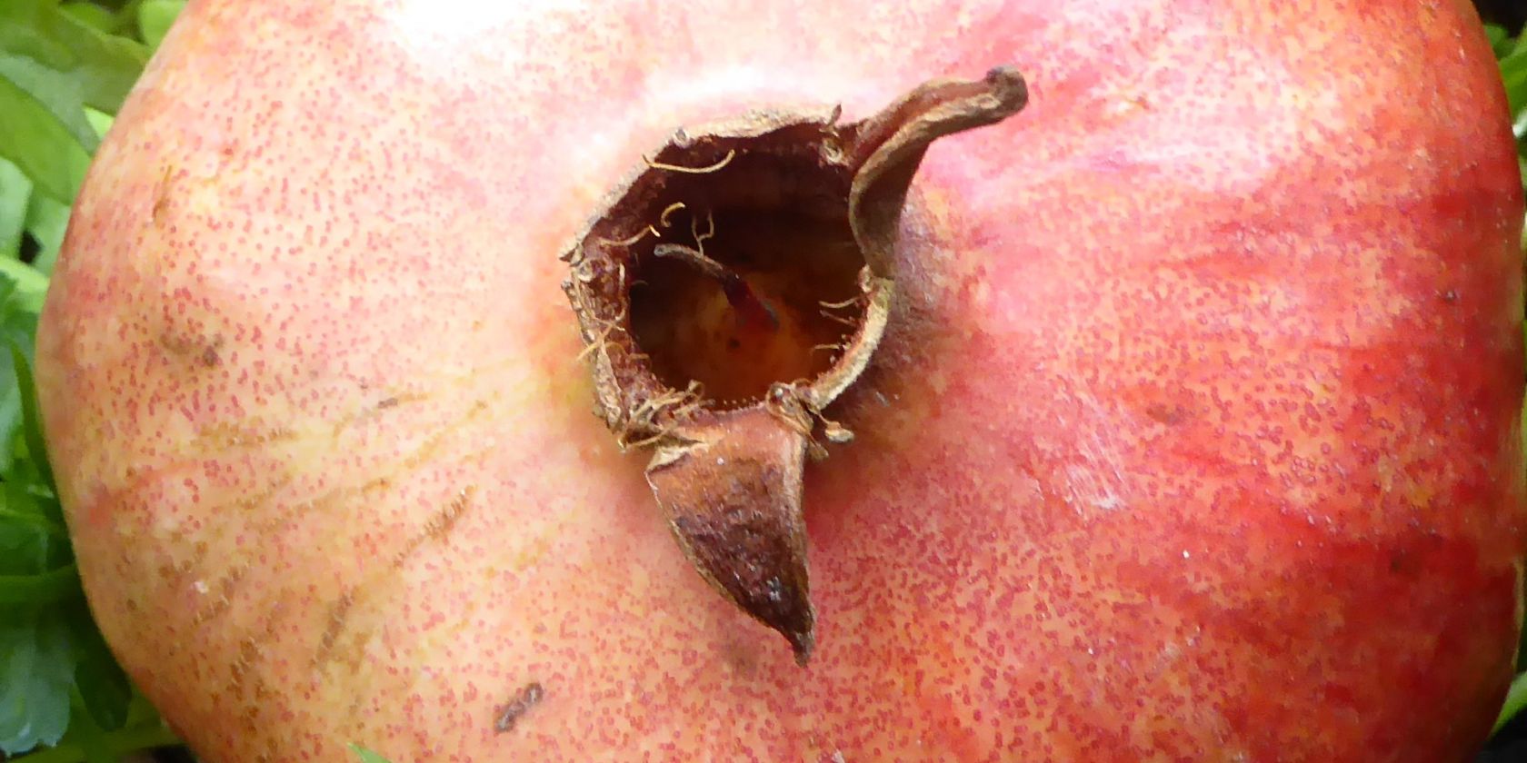 Granatapfel, © Irmgard Busemann Granatapfel, © Irmgard Busemann