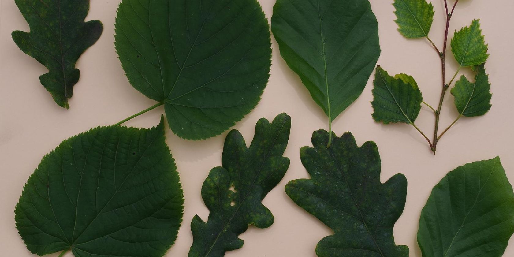 Baum-Memory, © Helge Masch Baum-Memory, © Helge Masch