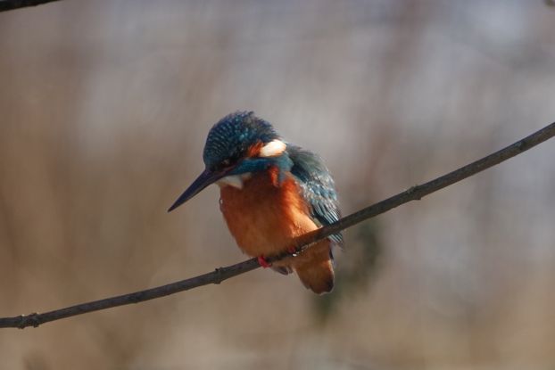 Tier - Vogel_data, © Helge Masch Tier - Vogel_data, © Helge Masch
