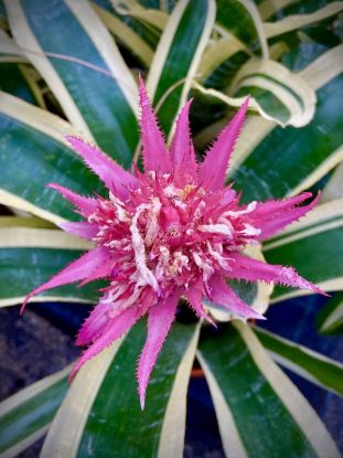 Führung: Bromelien im Loki-Schmidt-Garten, Quelle: Reservix Führung: Bromelien im Loki-Schmidt-Garten, Quelle: Reservix