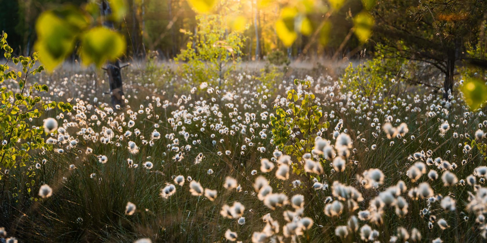 Morgendliche Wanderung durch das Pietzmoor, © Christoph Engel Morgendliche Wanderung durch das Pietzmoor, © Christoph Engel