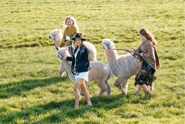 Waytalla Alpakas - Alpaka-Wanderung bei Stade / Hamburg, © Waytalla Alpakas GmbH Waytalla Alpakas - Alpaka-Wanderung bei Stade / Hamburg, © Waytalla Alpakas GmbH