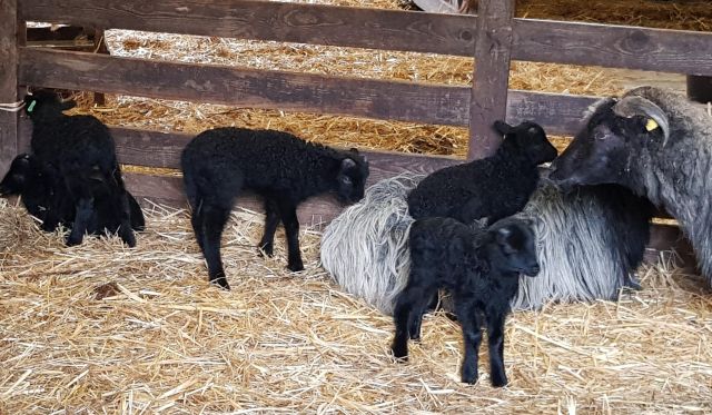 laemmchen-1_2, © Schneverdingen Touristik laemmchen-1_2, © Schneverdingen Touristik