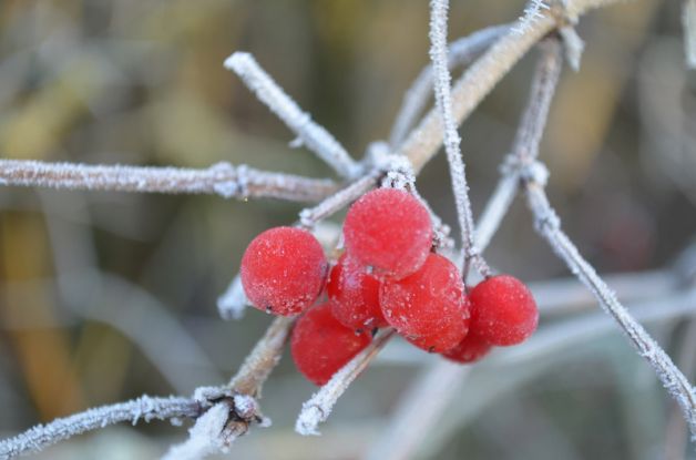 Winterliche Kurparkführung, Quelle: Reservix Winterliche Kurparkführung, Quelle: Reservix