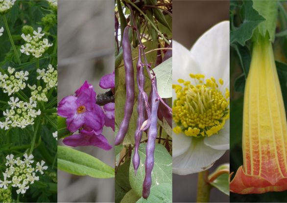 Botanische Weihnachtsfeier, © Helge Masch Botanische Weihnachtsfeier, © Helge Masch