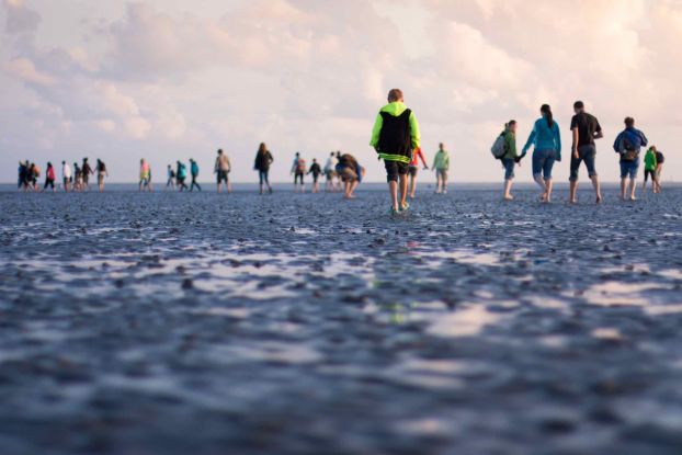 Watt f&uuml;r Einsteiger: Kurze Wattwanderung in B&uuml;sum, &copy; Schutzstation Wattenmeer e.V.
