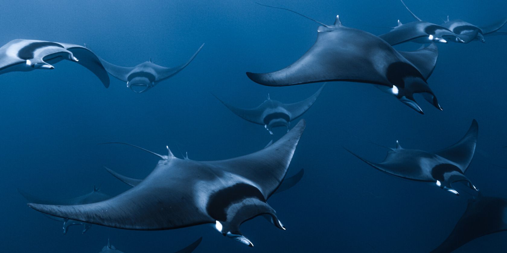 Mobula: The Legend of the Devil Fishes, &copy; Pierre L&eacute;o Paul Martinet, Pierre-Etienne Larrous