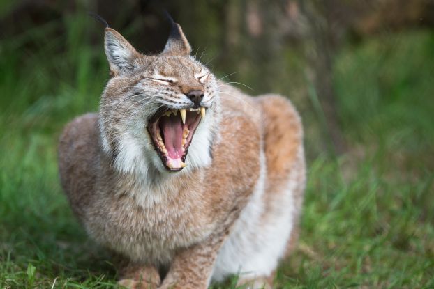 Happy Halloween im Wildpark Lüneburger Heide, © Wildpark Lüneburger Heide