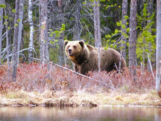 __partnerclient_tmp/event/Wilder Braunb&auml;r einige Meter von uns entfernt, &copy; Tomte Parker