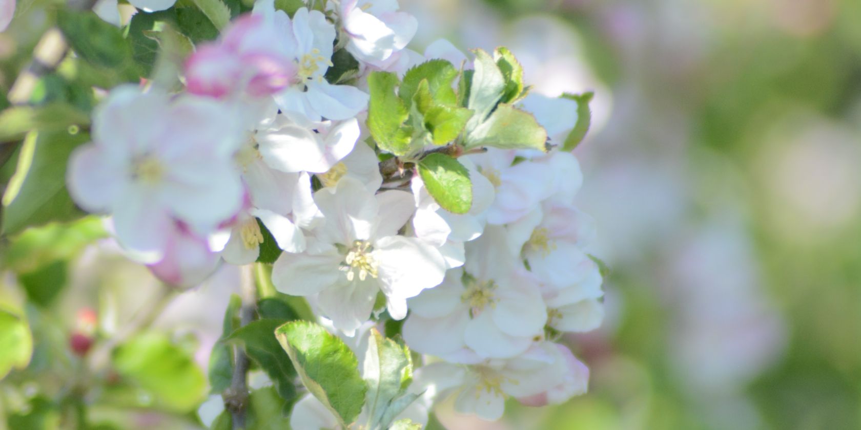 Blüte, © Julia Cirkel TI Altes Land