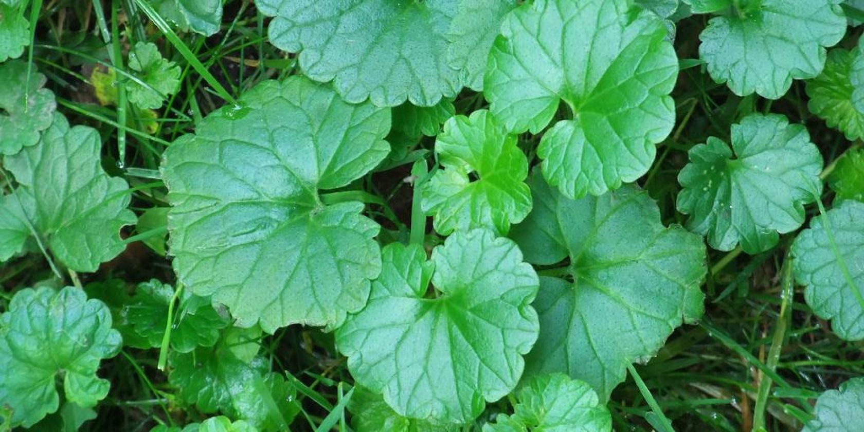 Gundermann, &copy; Felicitas Bethmann