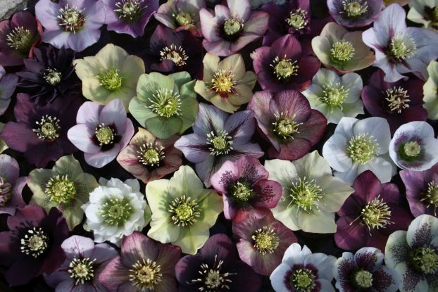 Helleborus, © Staudengärtnerei Klingel & Luckhardt