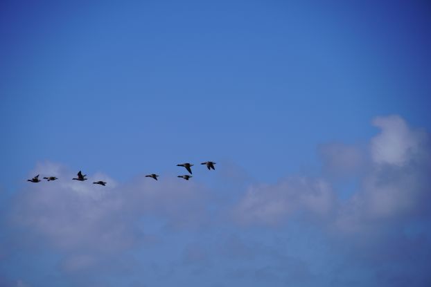 Vogelführung - Wremen, © NPH