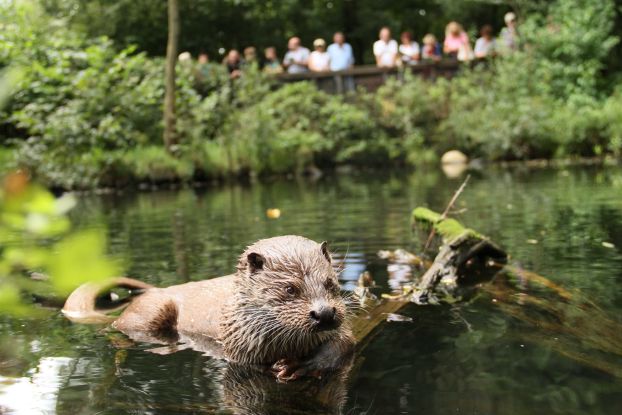 Die Gäste lauschen der kommentierten Schaufütterung am Otter-Teich., © Jan Piecha