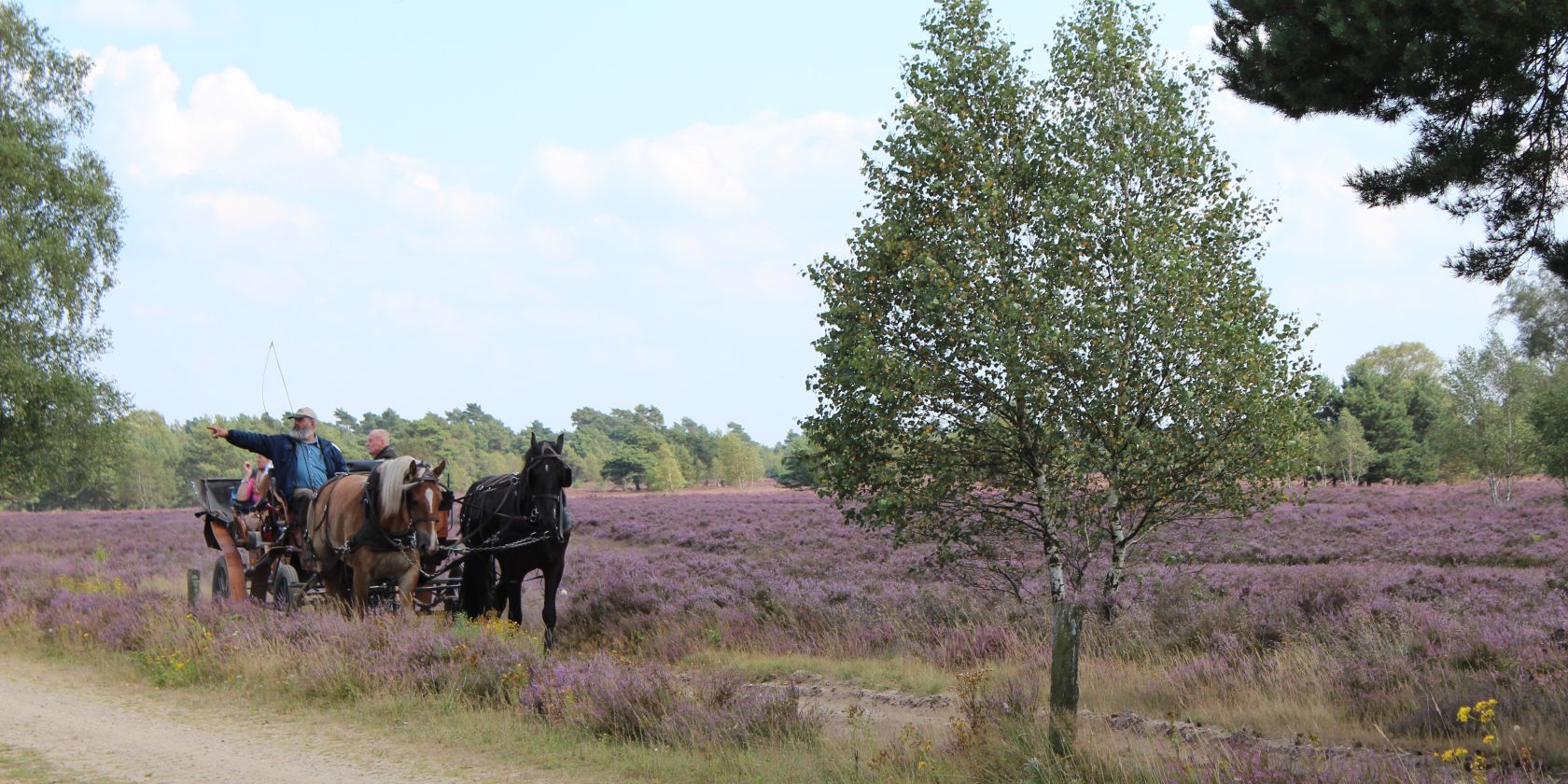 kutschfahrt-in-der-heide-2014-jg-1, © Schneverdingen Touristik