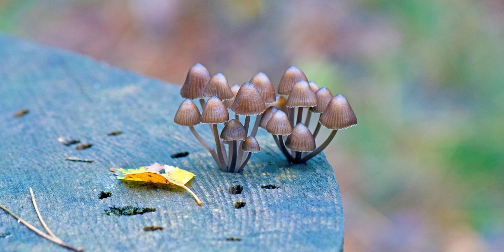 mushrooms-7511086_1280, © Georg Wietschorke / Pixabay