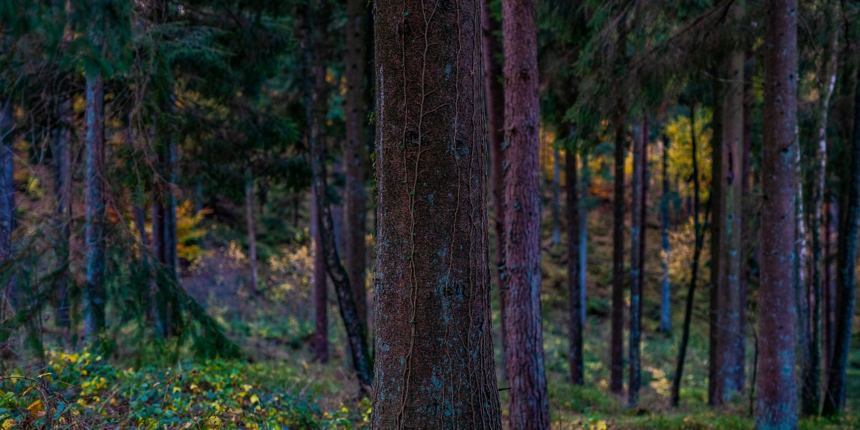 Herbstspaziergang im T&ouml;nsheider Wald, &copy; Naturpark Aukrug e.V.