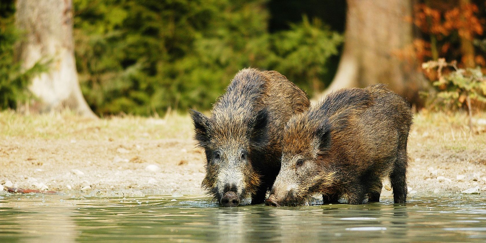 Forstwild hautnah erleben, © ErlebnisWald