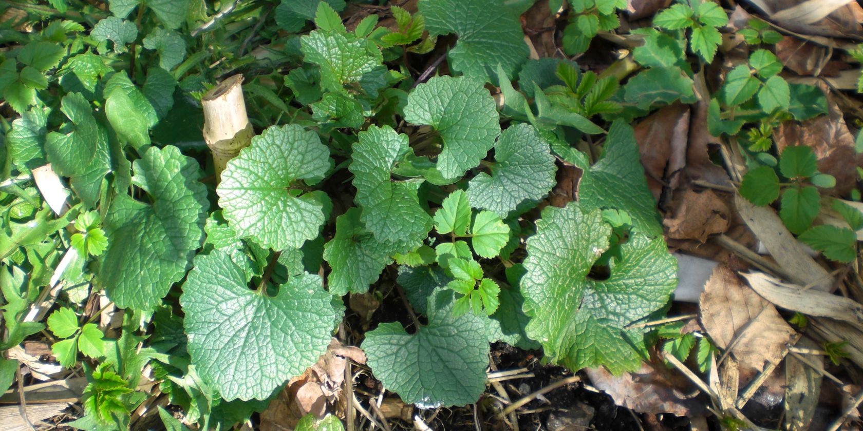 cimg0421, &copy; D. Wolff