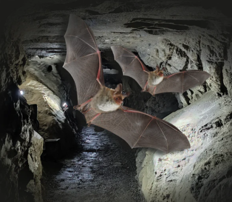 F&uuml;hrung durch die Kalkbergh&ouml;hle, &copy; Fledermaus-Zentrum GmbH