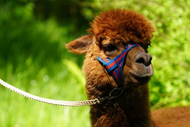 Alpaka-Wanderung durch die Heide, Quelle: Reservix