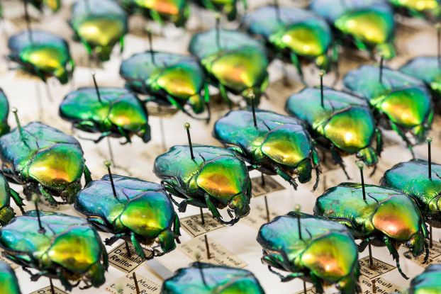 160720-Entomologie_61F4795-22-Mp-Foto-UHH,_RRZ MCC,_Mentz, &copy; UHH, RRZ/MCC, Mentz