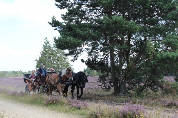 kutschfahrt-in-der-heide-2014-jg-2_1, © Schneverdingen Touristik