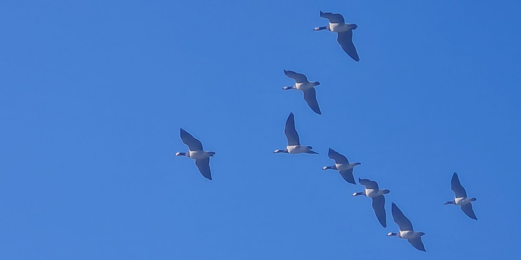 Zum Fliegen geboren- warum Vögel fliegen können, © NPH