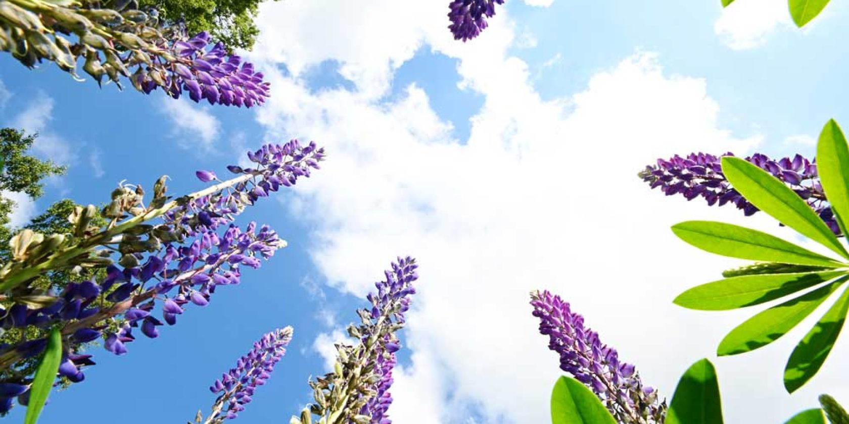 Lupinen, &copy; Detlev Sarau / DESAfotoart