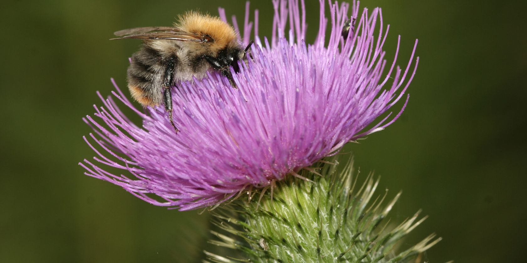 Vortrag: Insekten im Garten, &copy; NABU/Helge May