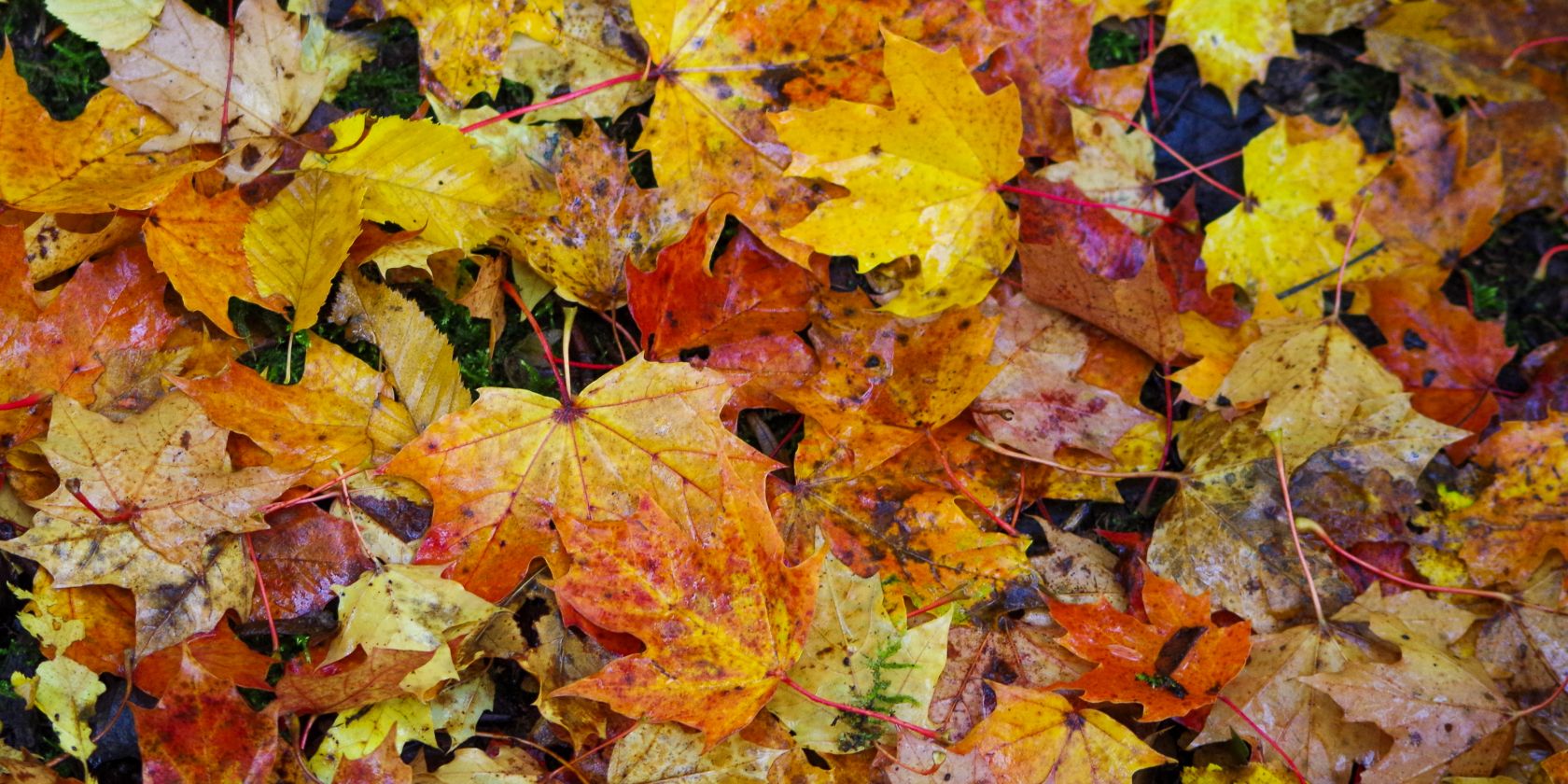 Herbstlaub vom Ahorn, &copy; Helge Masch