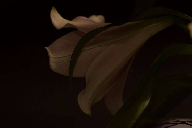 Lilie, &copy; Tony Mitchell