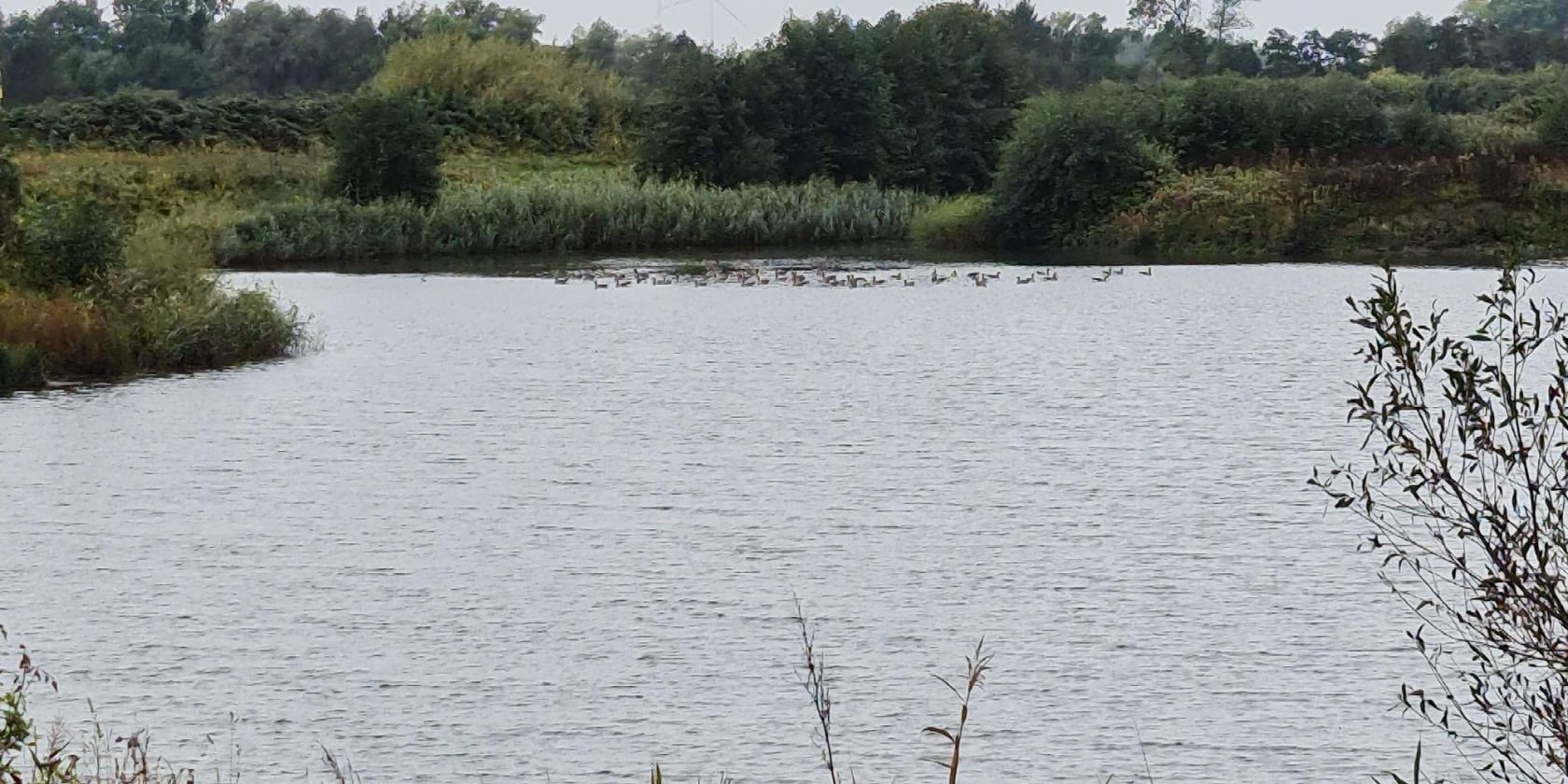Vogelbeobachtung an der Elbe, © Heike Niemann, UNESCO-Weltnaturerbe Wattenmeer-Besucherzentrum Cuxhaven