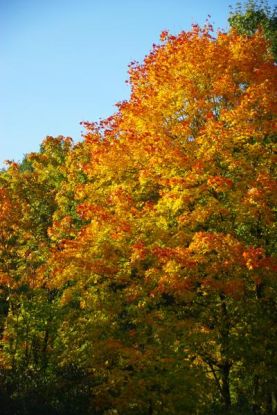 Indian Summer Feeling in Rissen?, &copy; ADFC Pinneberg