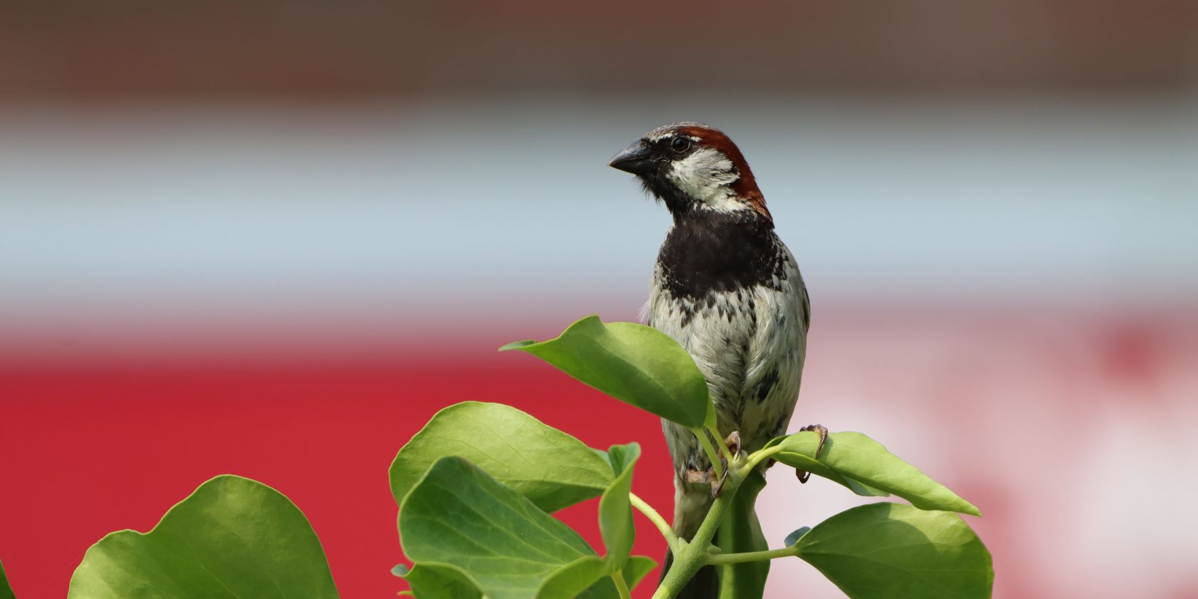 Der Spatz braucht deine Hilfe, © Simon Hinrichs