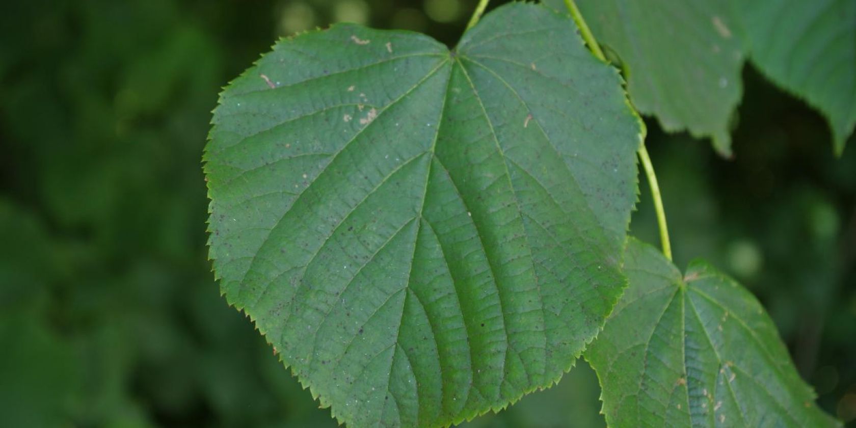 Das Blatt einer Linde, © Helge Masch