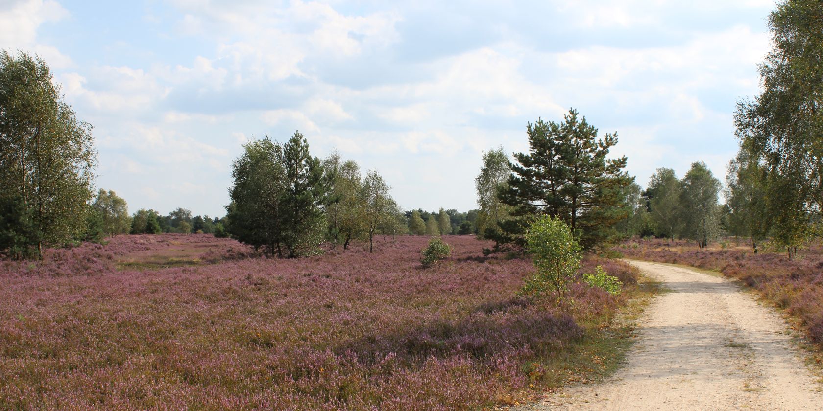 osterheide-2014-gb-12, © Schneverdingen Touristik