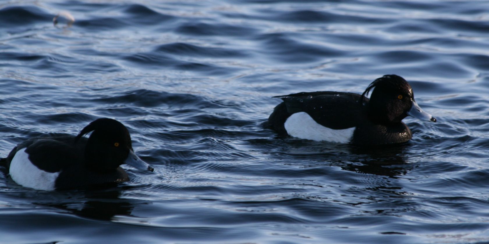 Naturpark-Tour: Rastende Wasservögel und trommelnde Spechte am Schaalsee, © Nora Wuttke