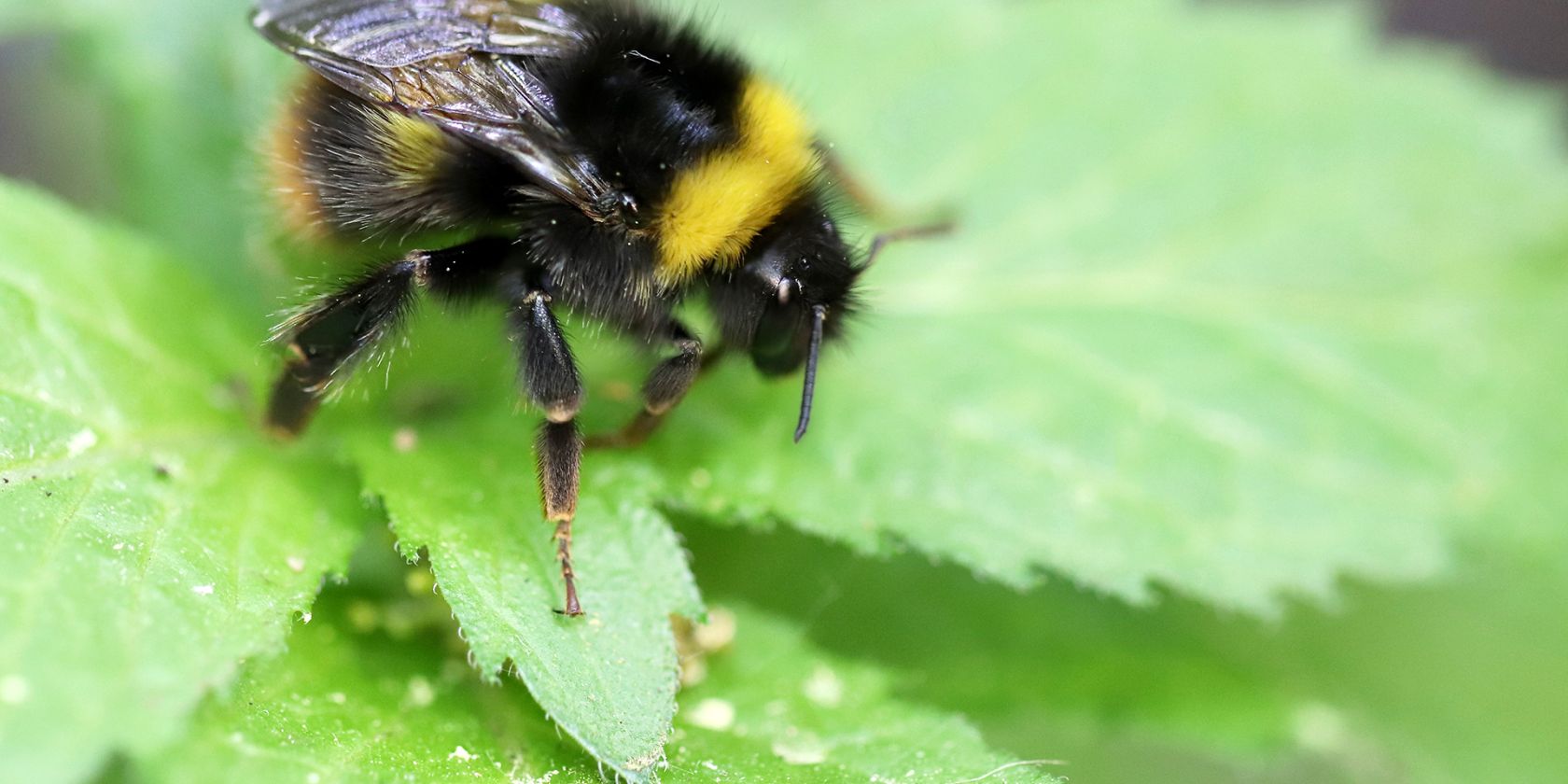 Aktionsmonat Naturerlebnis: Alles neu macht der Mai, © Hummel