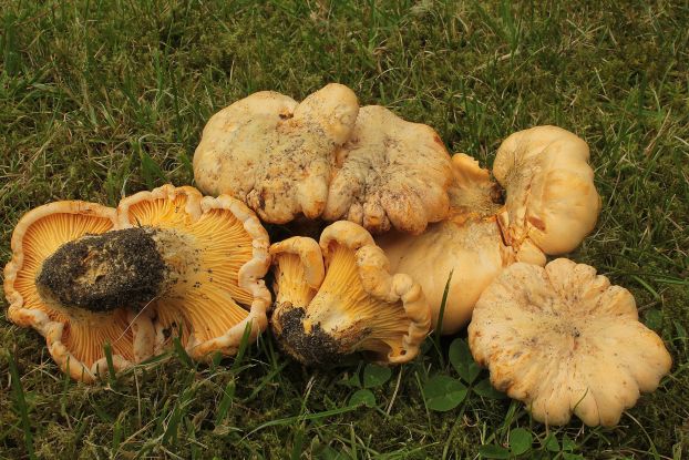cantharellus-cibarius_pfifferling_albers_geschaerft, © Schneverdingen Touristik