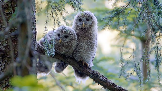 K&ouml;nigin der Nacht, &copy; Matej Vranic
