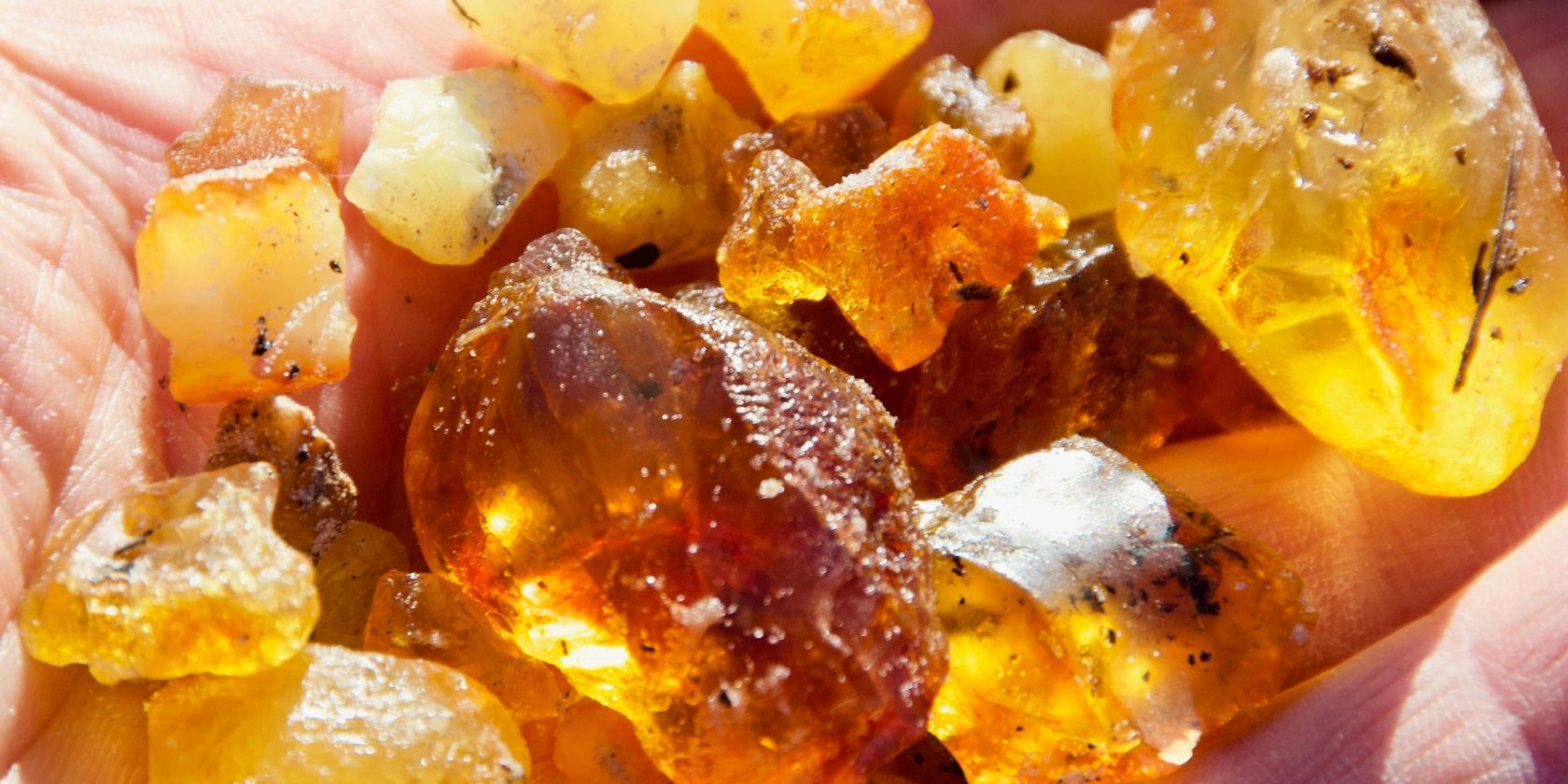 Bernstein, &copy; Schutzstation Wattenmeer e.V.