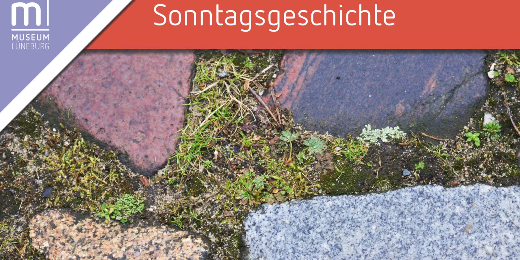 Pflasterfuge & Mauerritze: Exkursion zu einem unbeachteten Lebensraum f&uuml;r Pflanzen in der Stadt, &copy; Museum L&uuml;neburg