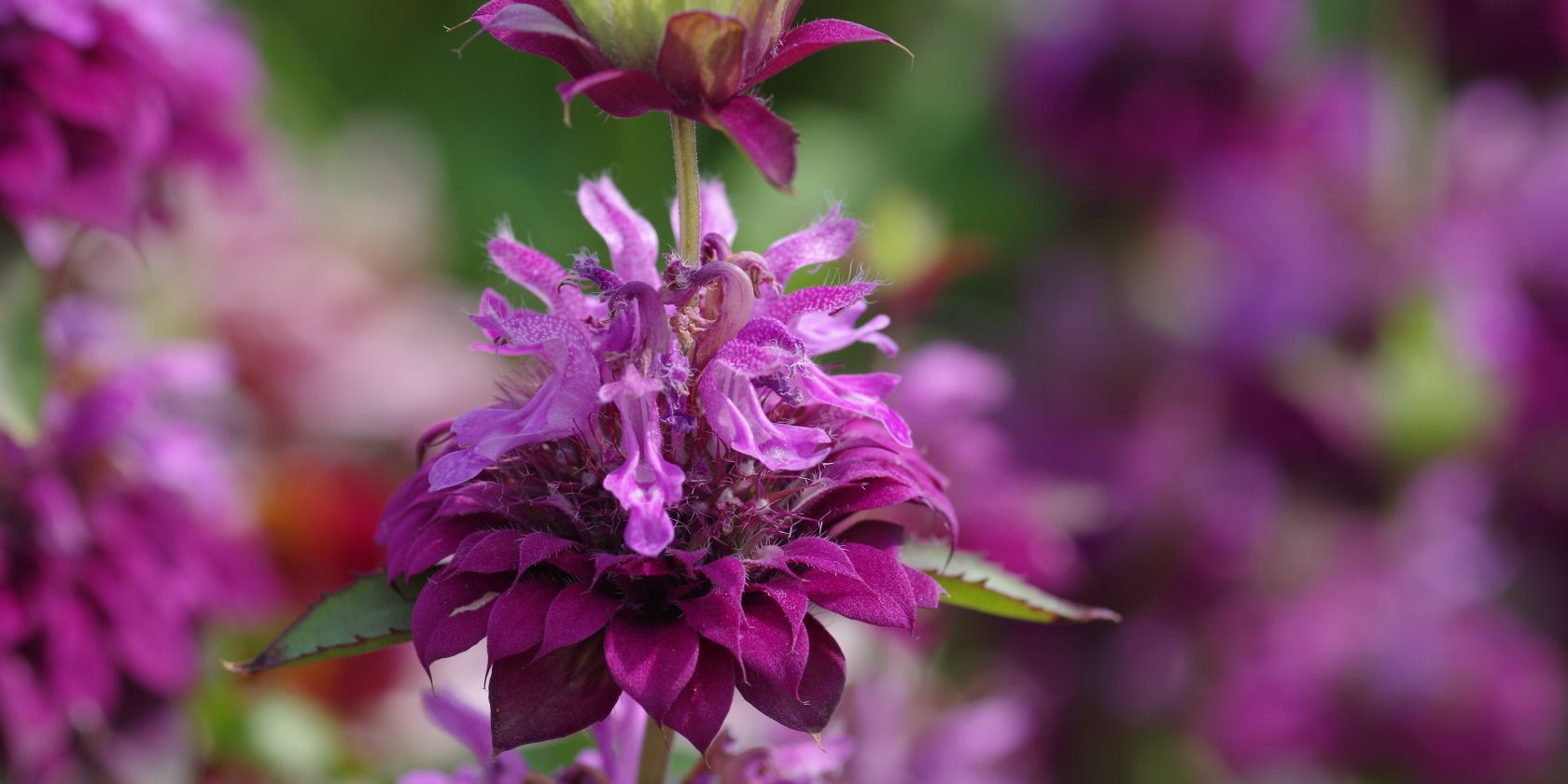 Indianernessel (Monarda 'Bergamo') IGA Berlin 2017, © Helge Masch