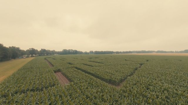 Maislabyrinth im Kliemannsland
